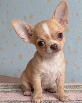 CHIHUAHUA TOY CUCCIOLO MASCHIO - pag agevolato