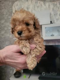 Cuccioli di barboncino