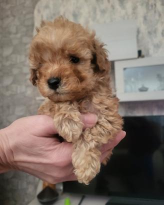 Cuccioli di barboncino