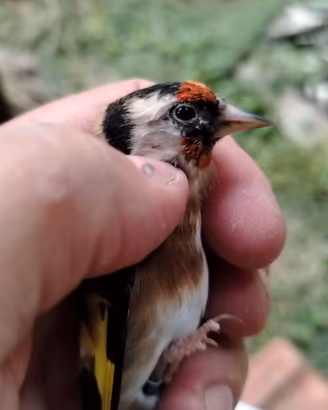Femmina cardellino