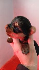 Yorkshire terrier