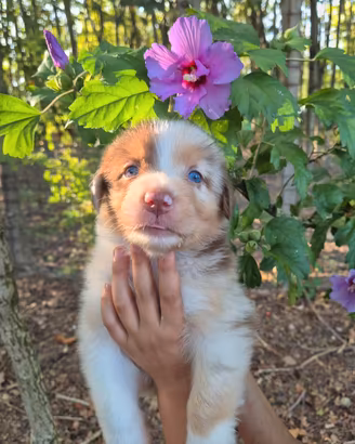Cucciolata australian shepherd pedigree