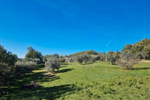 Terreno 6 Ettari con 2 Annessi Agricoli, Bosco e G
