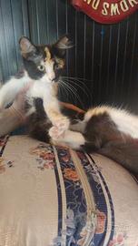 Gattina mix persiano