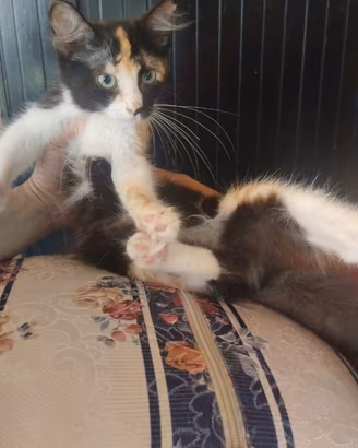 Gattina mix persiano