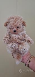 Maltipoo mini toy