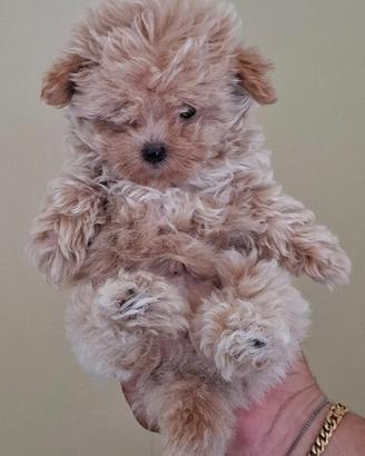 Maltipoo mini toy