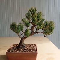 Bonsai pino 