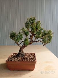 Bonsai pino 