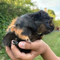 Cavie peruviane