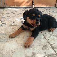 Rottweiler
