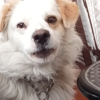 Cagnolino meticcio di taglia media