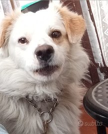 Cagnolino meticcio di taglia media