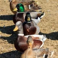 Splendidi Esemplari di Anatra Mignon