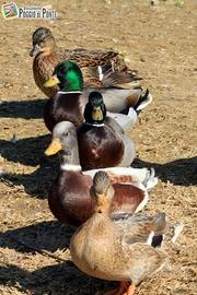 Splendidi Esemplari di Anatra Mignon