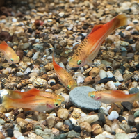 Portaspada xiphophorus hellerii