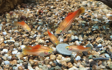 Portaspada xiphophorus hellerii