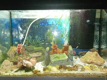 Acquario