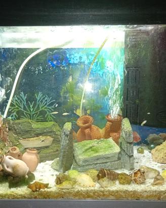 Acquario