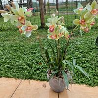 vaso finta orchidea