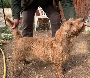 Basset Fauve de Bretagne