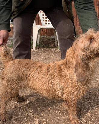Basset Fauve de Bretagne