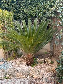Piante da giardino