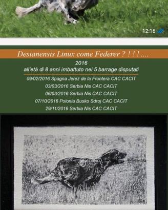 Cuccioli di setter Inglese nota generologia