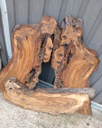 tavole di ulivo