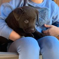 Cuccioli Labrador chocolate pedigree cioccolato