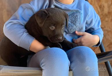 Cuccioli Labrador chocolate pedigree cioccolato