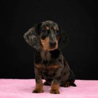 Cucciola di bassotto