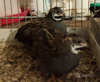 Quaglie cinesi maschi