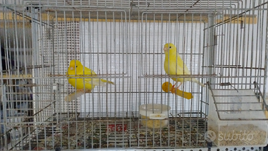 Canarini gialli e bianchi