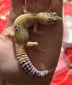 Geco Leopardino