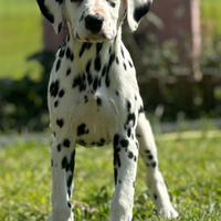 Dalmata