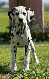 Dalmata