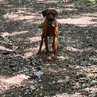 Rhodesian maschio disponibile per monta