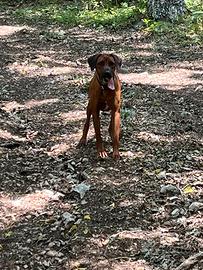 Rhodesian maschio disponibile per monta