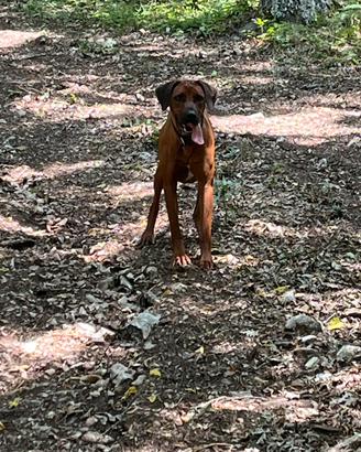 Rhodesian maschio disponibile per monta