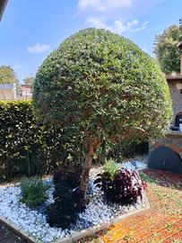 Manutentore del verde - giardiniere