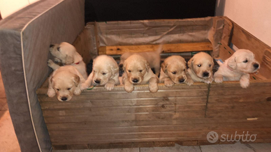 Golden Retriever anglo-americani