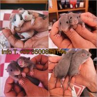 FANCY-RAT Svezzati - Ratto Domestico DISPONIBILI