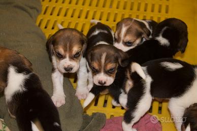 Cuccioli di beagle