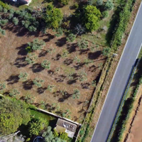 Terreno agricolo 2000mq con 50 ulivi