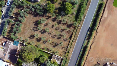Terreno agricolo 2000mq con 50 ulivi