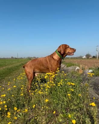 Accoppiamento Vizla con Pedigree