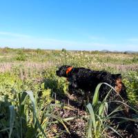 Disponibile maschio per Monta