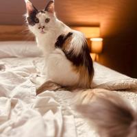 Femmina Maine coon sterilizzata