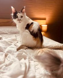 Femmina Maine coon sterilizzata